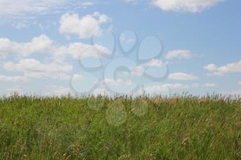 Green grass field and bright blue sky 18383