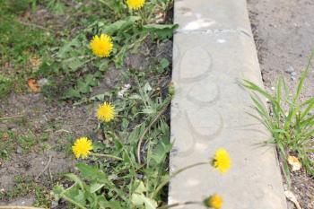 Dandelion flower at the curb in spring 19787