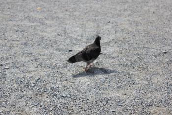 Close-up of single pigeon walking outdoors 18539