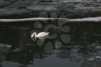 Swans on pond in zoo 19551