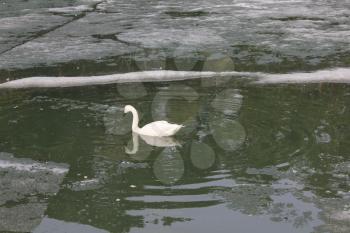 Swans on pond in zoo 19552