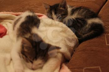 Cute two kittens asleep on a sofa 20024