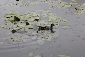 Mallard duck swimming on pond water 7743
