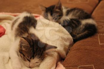 Cute two kittens asleep on a sofa 20025