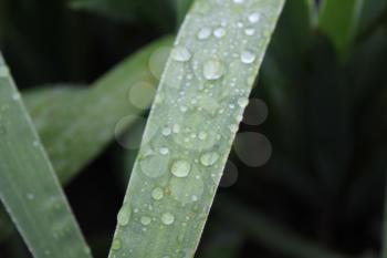 Dew drops on green leaves of iris 20031