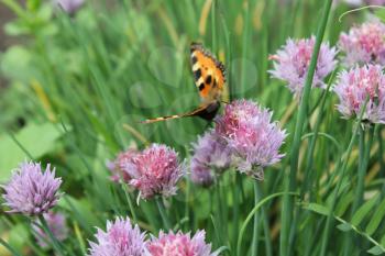 Flowering chives and butterfly in the garden 19929