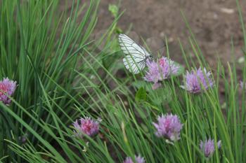 Flowering chives and butterfly in the garden 19932