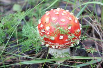One amanita mushroom in a forest glade 20051