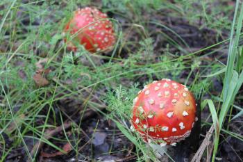 A few amanita mushrooms in a forest glade 20053