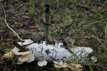 Toadstool on birches and knife in forest 20055