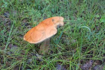 One mushroom porcini in summer forest 20062
