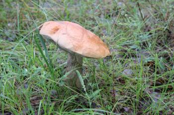 One mushroom porcini in summer forest 20063