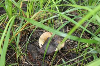Russula emetica or vomiting russula mushroom 20067