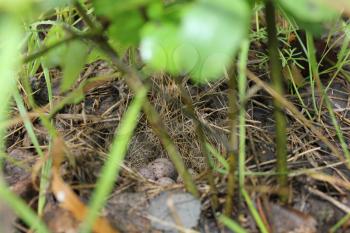 Birds nest with spotted eggs in grass 20073