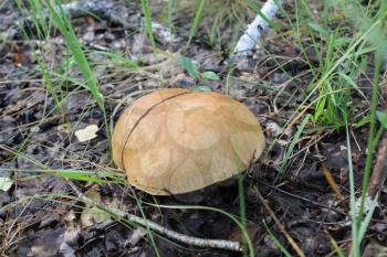 One mushroom porcini in summer forest 20094