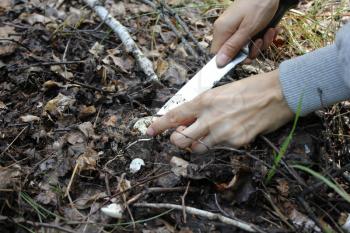 Cutting agaric mushrooms in the summer forest 20115
