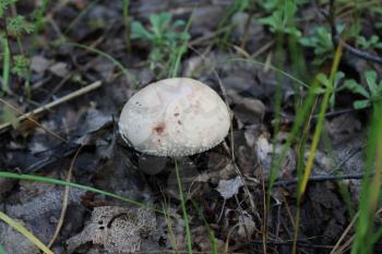 Large white-brown toadstool in green grass 20119