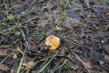 Russula emetica or vomiting russula mushroom 20132