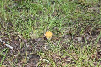 One amanita mushroom in a forest glade 20136
