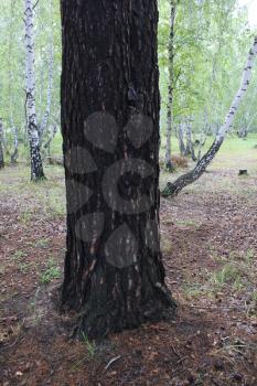 Large pine trunk in the summer forest 20139
