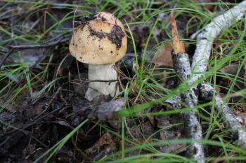One small porcini in summer forest 20142