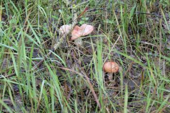 Russula emetica or vomiting russula mushroom 20145
