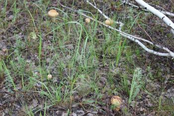 Few porcini mushrooms in summer forest 20146