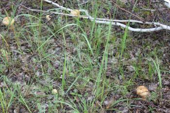 Few porcini mushrooms in summer forest 20147