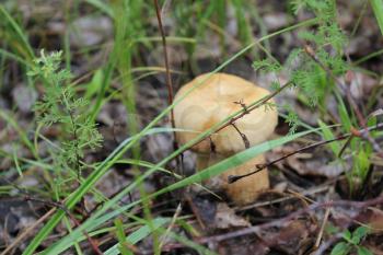 One small porcini in summer forest 20148
