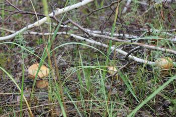 Few porcini mushrooms in summer forest 20149