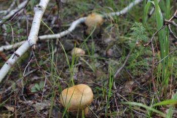 Few porcini mushrooms in summer forest 20150