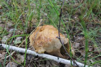 One small porcini in summer forest 20153