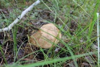 One small porcini in summer forest 20155