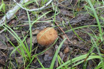 One small porcini in summer forest 20157
