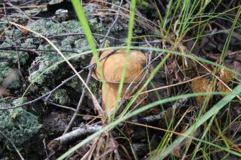 One small porcini in summer forest 20160