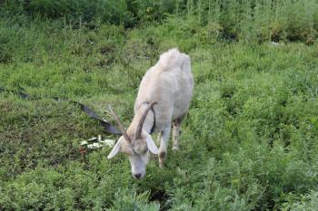 Tethered goat grazing in the summer meadow 20182