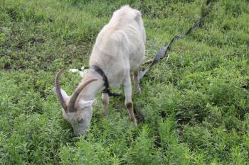 Tethered goat grazing in the summer meadow 20192