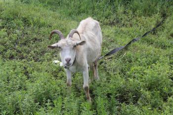 Tethered goat grazing in the summer meadow 20193