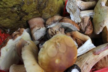Few porcini mushrooms close up background 20200