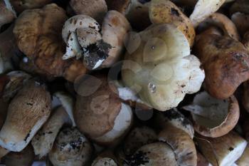 Few porcini mushrooms close up background 20204