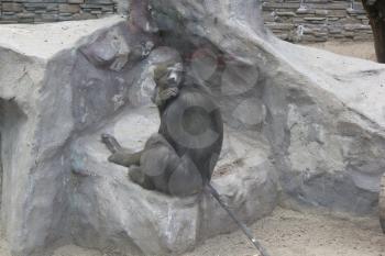 Close-up of monkey on the rock in zoo 18688