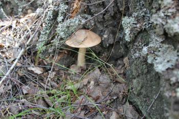 Small mushroom boletus grows near Birch 20306