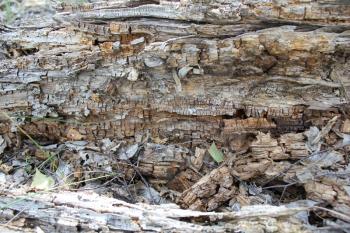 Old birch trunk pattern in forest 20314