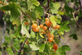 Yellow currants on bush branches between leaves close up 18496