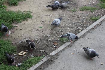 Close-up of pigeons group eating on the street 18589