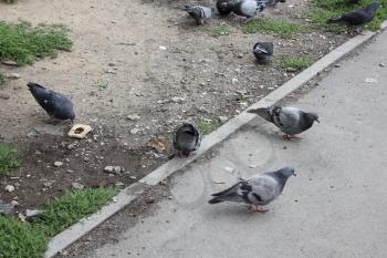 Close-up of pigeons group eating on the street 18591