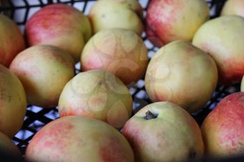 Box of ripe nectarines offered at market 20391