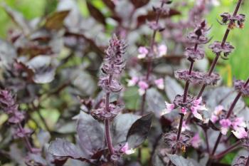 Violet bush basil in the garden 20392