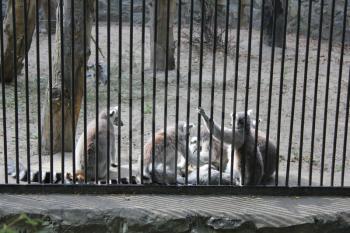 Cute lemur family in zoo 18684
