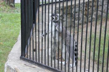 Cute lemur with stripes on tail 18685